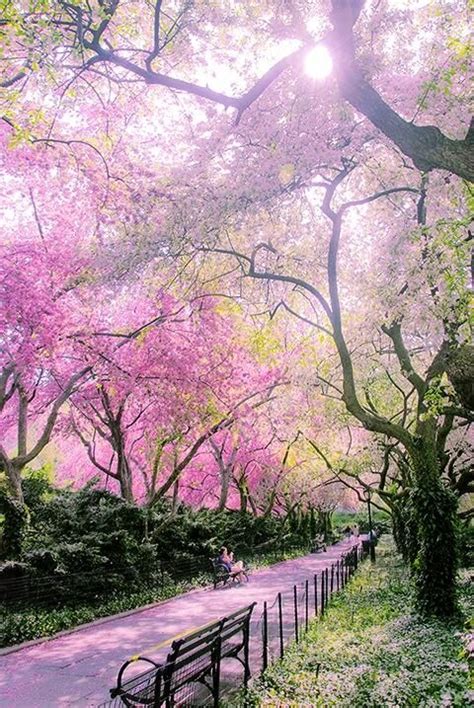 Regina Martin: Central Park Spring Flowers - The Flowers in Central ...