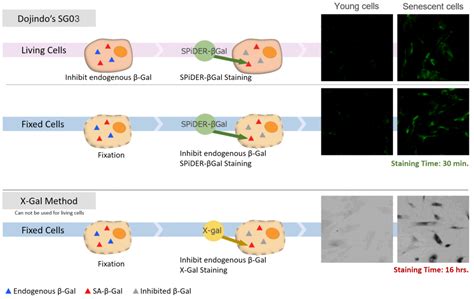 How To Easily Visualize And Quantify Cellular Senescence Tebubio S Blog