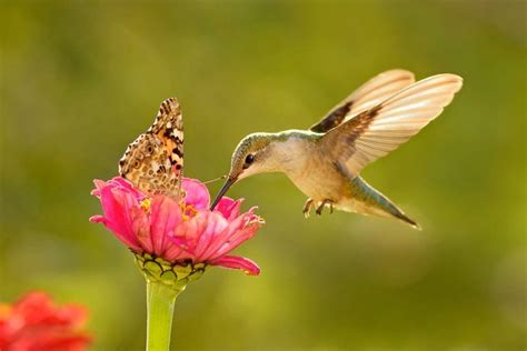 Hummingbird Migration Takes an Incredible Journey - Birds and Blooms