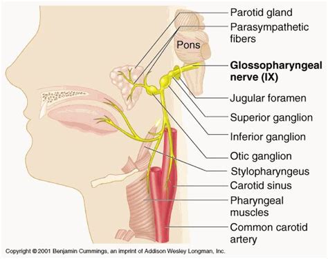 Imgarcade Net Glossopharyngeal Nerve Cranial Nerves Brain Anatomy