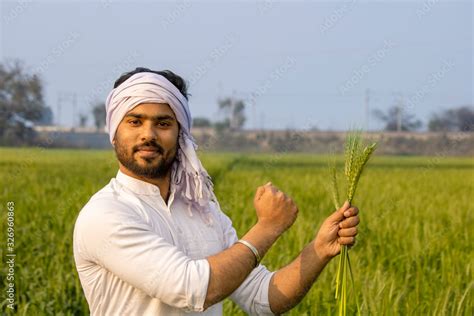 Indian Farmer Holding Barley And Showing His Strong And Healthy Crop Of