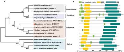 Phylogenetic Analysis And Structure Comparison Of Insect HR3 Proteins