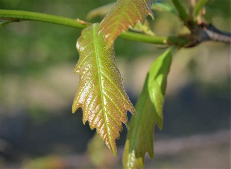 Swamp White Oak Spring Leaves - Next Generation Landscape Nursery