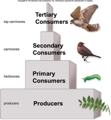 Primary Consumers Science 