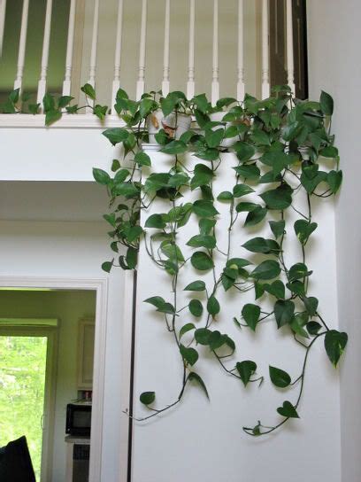 Top Notch Pothos In Hanging Basket Diy Indoor Succulent Wall Planter