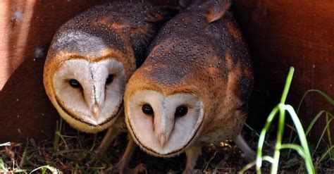 Owl Mating Season: When Do They Breed? - AZ Animals