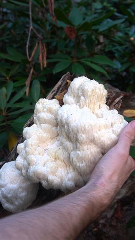 Mushroom Beds The Easiest Way To Grow Edible Mushrooms Artofit