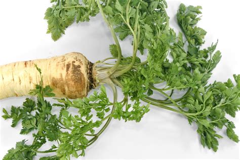 Free picture: antioxidant, aromatic, parsley, root, vegetable, vitamin ...