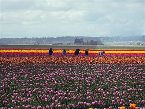 Tulip Festival in Mount Vernon Washington This Spring on Behance