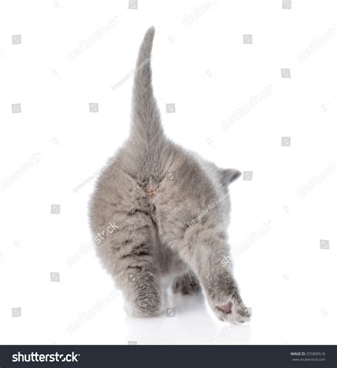 Ass Small Kitten Isolated On White Stock Photo Edit Now