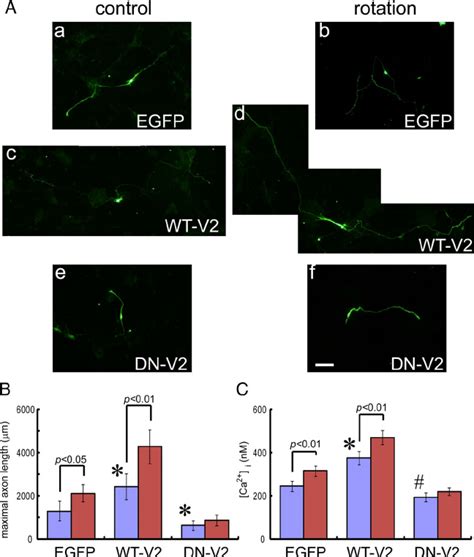 Trpv2 Activation Through Membrane Stretch Promotes Axon Outgrowth In