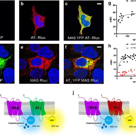 All Three RAS Receptors Interact In Transfected HEK 293T Cells A