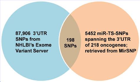 Venn Diagram Showing The Significant Overlap Of The Utr Snps Captured