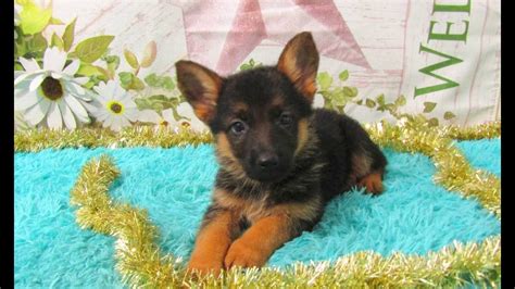 German Shepherd Puppies For Sale Youtube