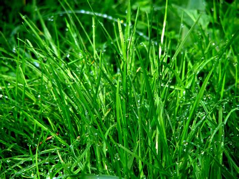 Free Images Dew Lawn Meadow Leaf Flower Raindrop Moss Soil