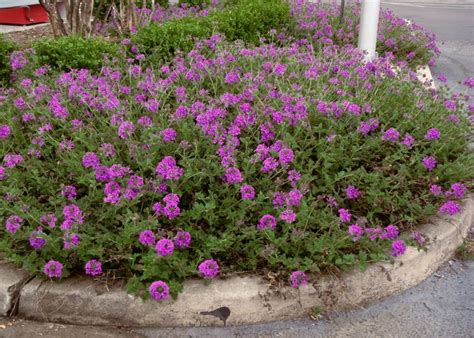 Verbena Homestead Purple