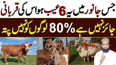 Kis Janwar Ki Qurbani Nahi Hoti Qurbani K Masail Qurbani Kis