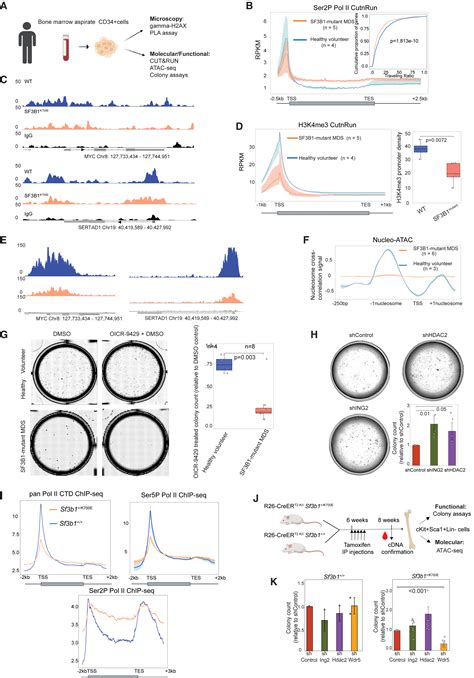 Transcription Elongation Defects Link Oncogenic Sf3b1 Mutations To