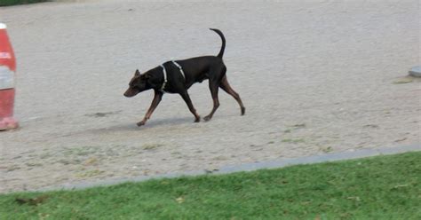 Animales en Palma Caída en picado de las sanciones