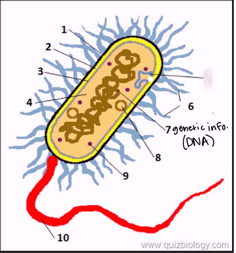 Bacteria Diagram Biology Midterm Diagram Quizlet