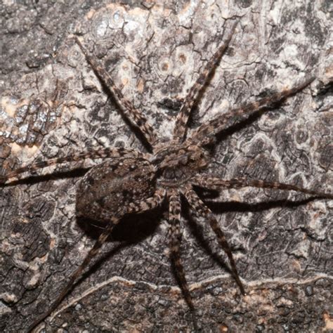 Camo Wolf Spider Pardosa Xerampelina Bugguidenet