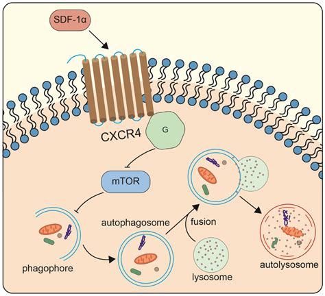 IJMS Free Full Text SDF 1α Promotes Chondrocyte Autophagy through