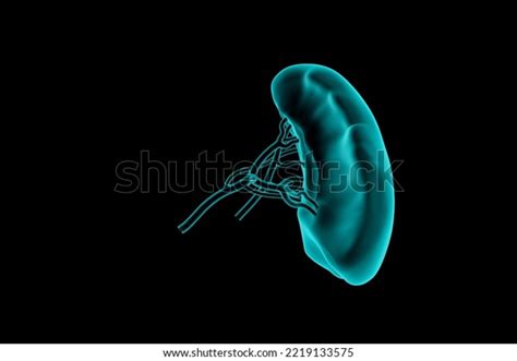 3d Illustration Human Spleen Realistic Xray Stock Illustration