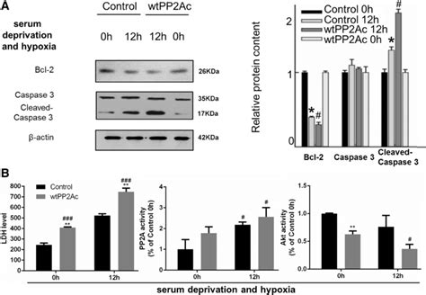 After Pp2ac Overexpression Apoptosis And Cell Damage Became More