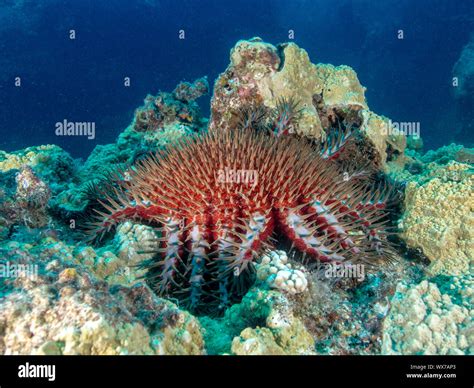 étoile de mer couronne d épines Banque de photographies et dimages à