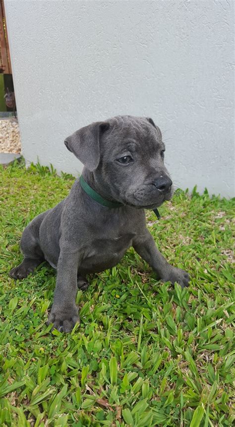 Staffy - Chatswood - PetsForHomes