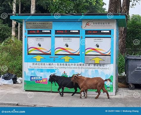 Goats And A Refuse Collection Point In New Territories Hong Kong On Dec