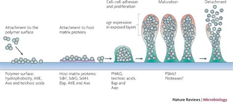 Staphylococcus Aureus Biofilm