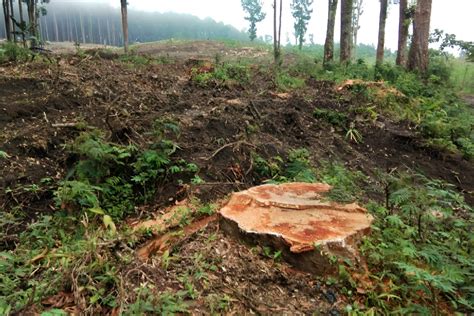 Bergeming Tetap Tebang Hutan Di Burno Lumajang Perhutani KPH