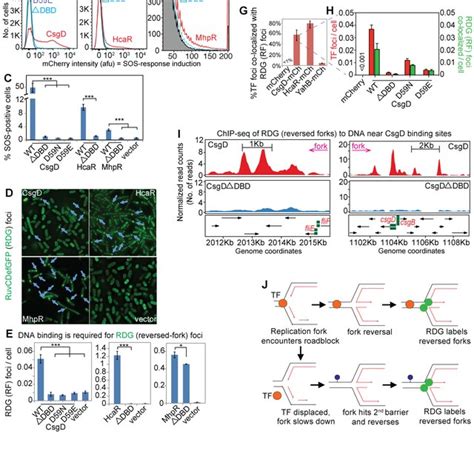 E Coli Transcription Factors Promote Replication Fork Stalling And