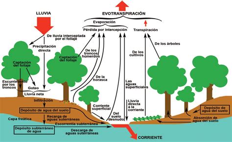 Lluvioso Eficiente Estados Unidos Infiltracion Del Agua Esmerado Imitar