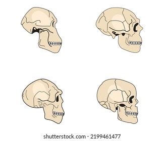 Human Evolution Timeline Skulls Clipart