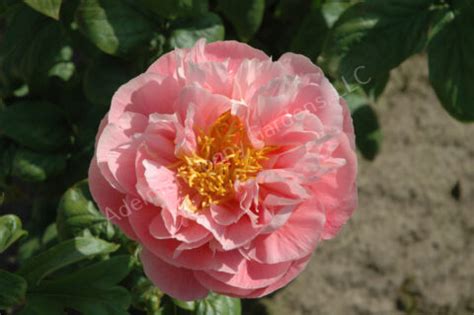 The Mary Gretchen Peony | Adelman Peony Gardens