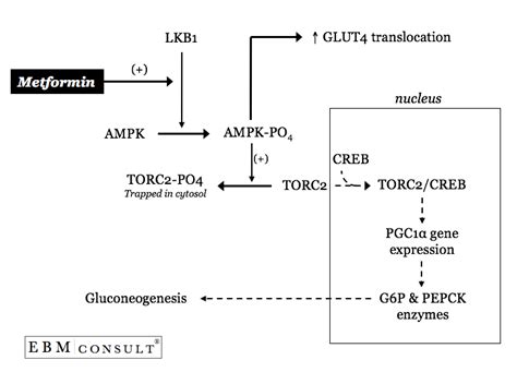 The Mechanism of Metformin's (Glucophage) Lowering Fasting Glucose ...