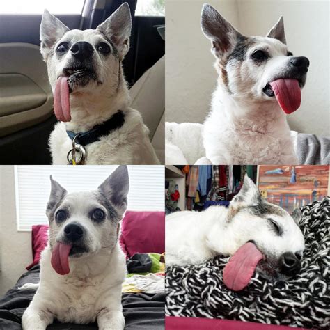Our senior rescue Buddy has Hanging Tongue Syndrome. : r/aww