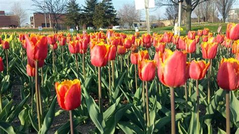 Capturing the Colorful Holland Tulips of Spring