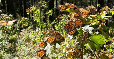 Mariposa monarca la pequeña migratoria que ya resiente los efectos del