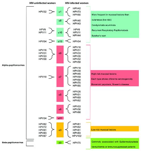 Representative Diversity Of Anal HPV Genotypes By Genus With