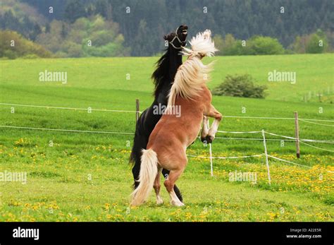 Friesian Horse And Haflinger Horse Stock Photo Alamy