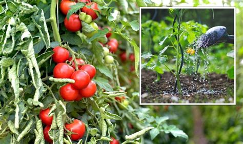 Tomato Plants The Best Way To Water Without Adding Stress