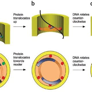 Rectified Rotary Inchworm Model Of DNA Translocation By FtsKC In This