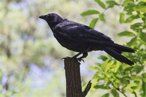 Blackbirds On Fence Stock Photos Pictures And Royalty Free Images Istock