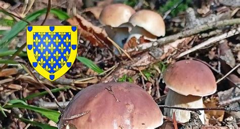 Coins à champignons en Ardèche Chasseurs de champignons