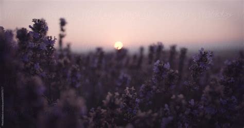 "Lavender Field During Sunrise" by Stocksy Contributor "Pixel Stories ...