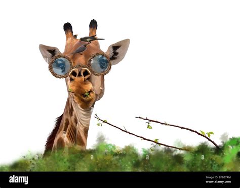 Funny giraffe with glasses eating a twig. On the muzzle there are ...