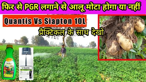 आल म PGR अचछ कनस ह quantis vs siapton 10L Syngenta Quantis